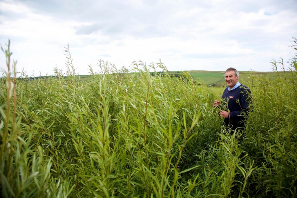 Brian Wilson Case Study - Eco Crops Ltd Woodland Management & Willow Energy Crop Specialists