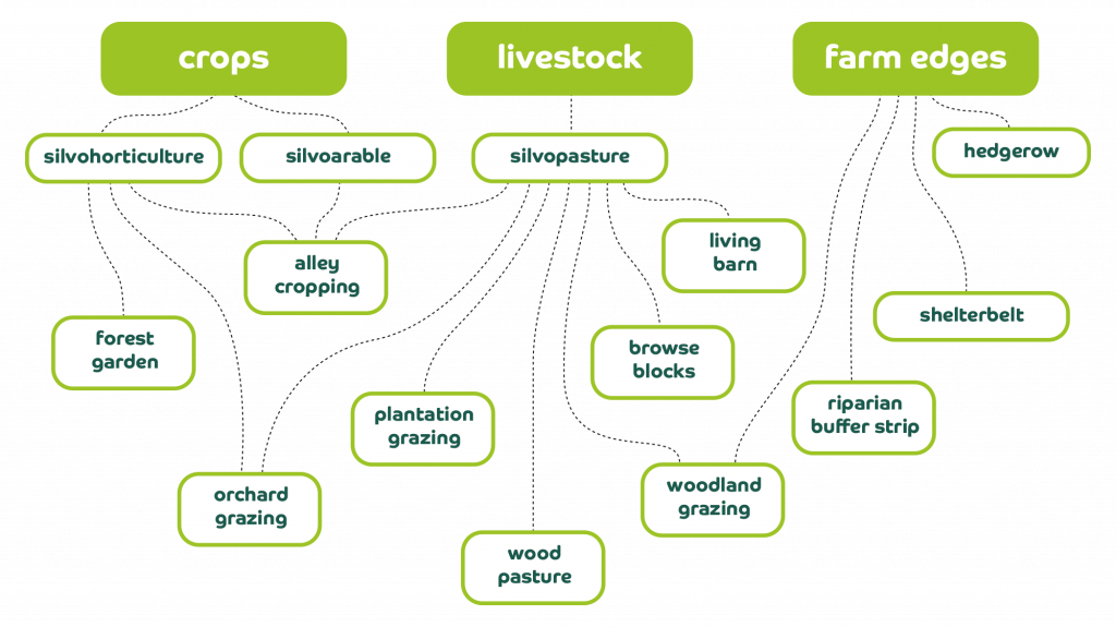 Agroforestry Forestry Services - Eco Crops Ltd