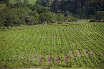 Paradigm Farm Case Study - Eco Crops Ltd Woodland Management & Willow Energy Crop Specialists
