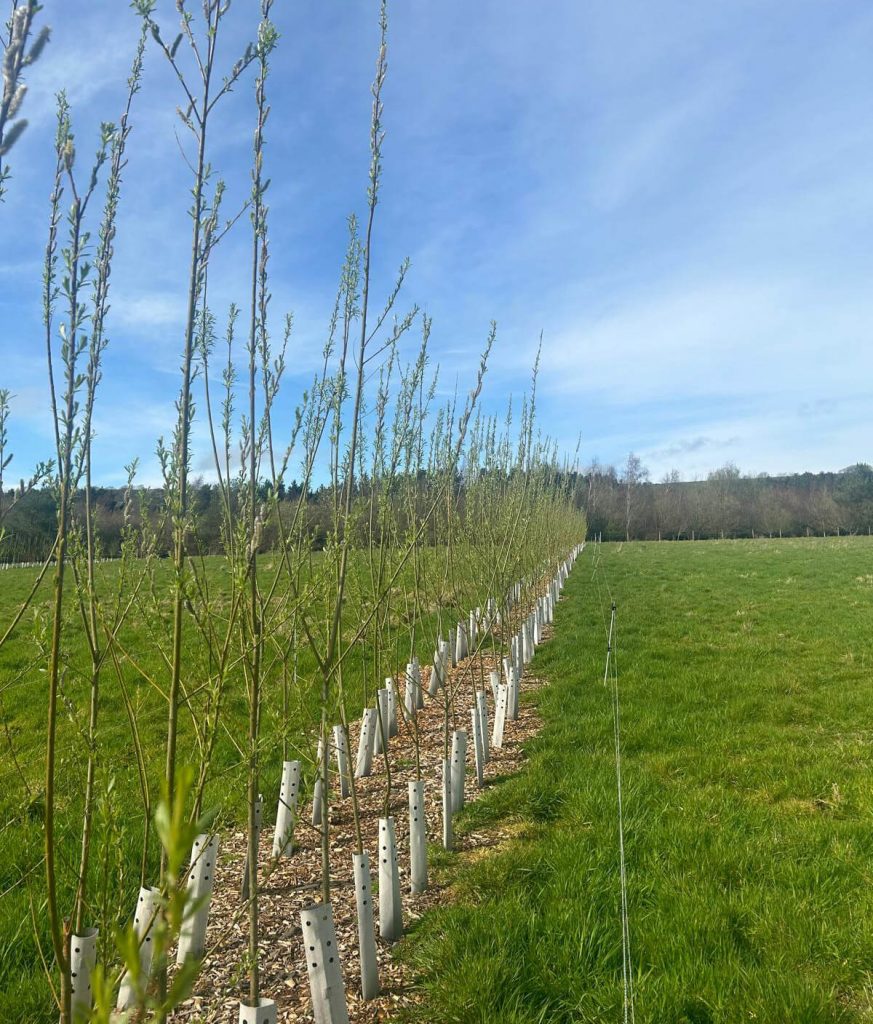 The Garlic Farm Case Study - Eco Crops Ltd Woodland Management & Willow Energy Crop Specialists