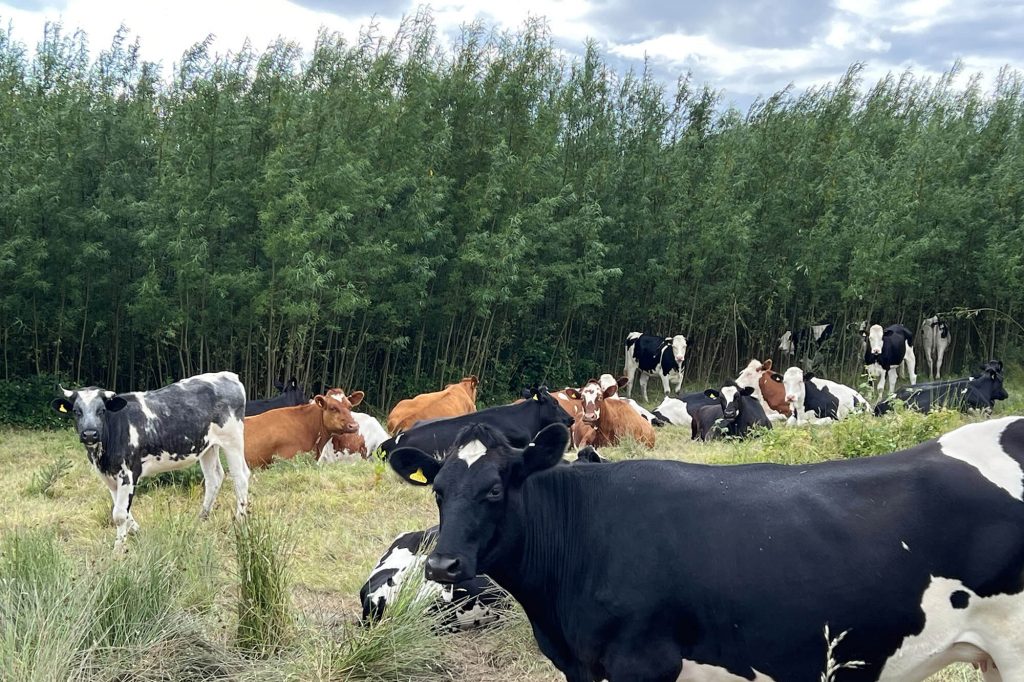 Livestock Benefits Willow & Poplar - Eco Crops Ltd