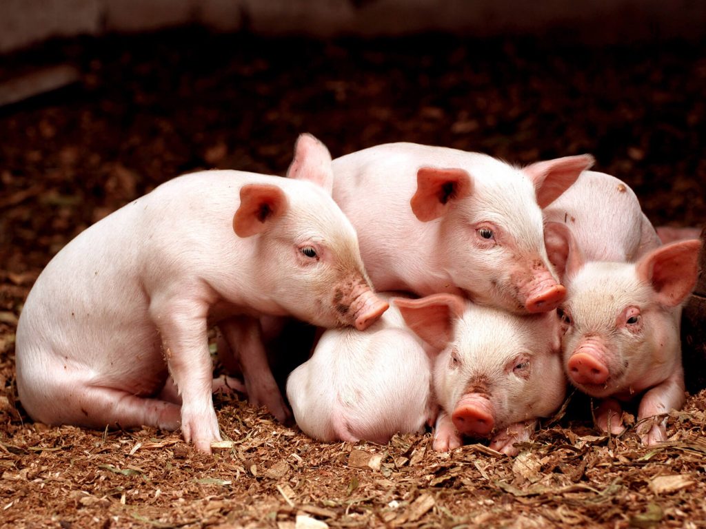 Eco Willow Soft Animal Bedding - Eco Crops Ltd