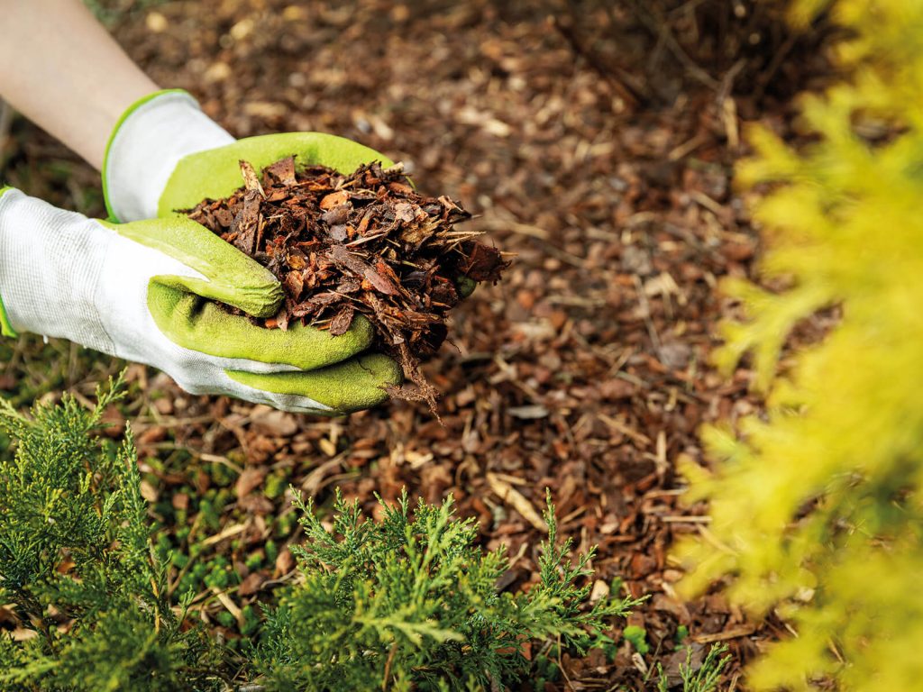 Eco Ramial Chipped Mulch - Eco Crops Ltd